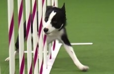 Watch this boss of a border collie absolutely blaze his way through an agility course