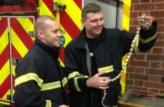 These fire fighters had to deal with a slippery customer yesterday...