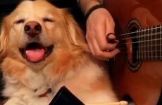 This Vine of a dog playing cowbell will remind you that everything is OK