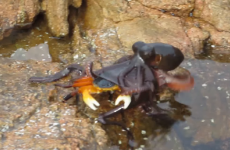 This video of an octopus attacking a crab on land will haunt your nightmares