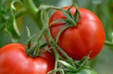 A Gardener's Diary: The start of sowing season – and some tips for planting