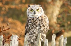 An owl bar is opening in London, and people are VERY excited about it
