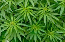 Poll: Have your views on cannabis legalisation changed?