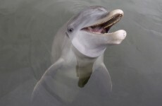 13 genuinely happy facts that will warm your heart
