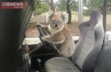 Look at this koala trying to 'steal' a Land Rover