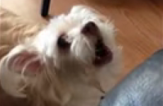 Just a dog, bizarrely clucking like a chicken