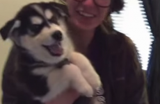 Ramsey the puppy can talk and it is very, very funny