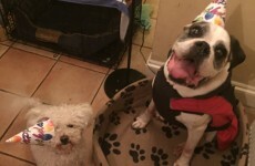 Look at these dogs' birthday faces. LOOK AT THEM