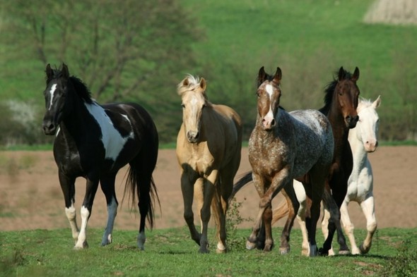 Топот лошадей звук. Сигналы лошадей. Herd of Horses. Horse Connemara Wild. Звуки лошади слушать.