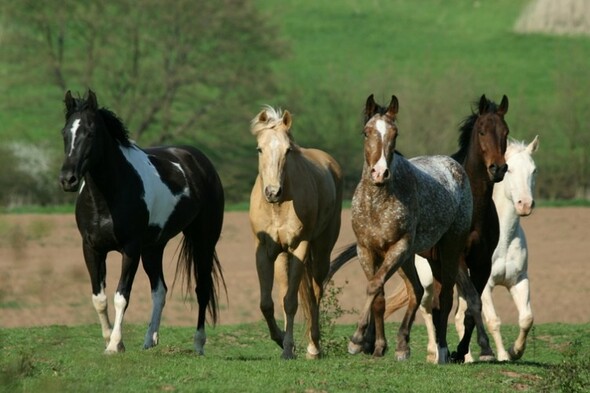 Топот лошадей звук. Сигналы лошадей. Herd of Horses. Horse Connemara Wild. Звуки лошади слушать.