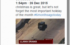 This person is the llama hero we all need today