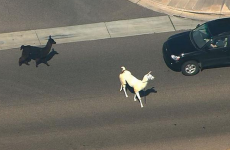 'These llamas are the Romeo and Juliet of our generation': The week in quotes