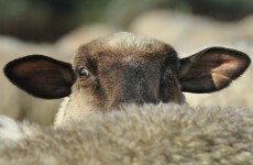 Your dogs could attack sheep if they're not  neutered