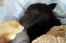 Baby bat adorably feasts on a banana, steals the internet's heart