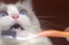Cat gets its teeth brushed, has a major revelation about life