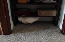 Cockatoo finds out it's going to the vet, and things get extremely creepy