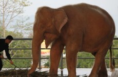 A rare white elephant has been captured in Burma