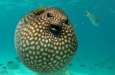 Five Japanese men sickened after eating poisonous blowfish