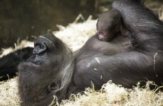 This gorilla checking out her baby sister proves that all new siblings are the same