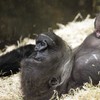 This gorilla checking out her baby sister proves that all new siblings are the same