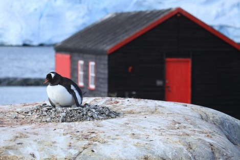 Not the Irishman in question. This is one of the many resident penguins close to a building on island.