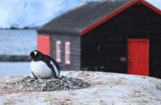 Looking for a summer job? How about working as a postmaster in Antarctica?