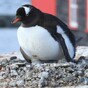 Looking for a summer job? How about working as a postmaster in Antarctica?