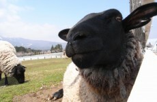 GALLERY: an Irish sheep worth €108,000 - and 7 other pricey pets