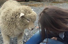 Dublin girl starts Facebook petition to save pet sheep from slaughterhouse