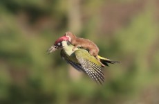 Yes, this is a weasel 'riding' a woodpecker