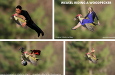 Here's how the internet reached peak meme with the #WeaselPecker