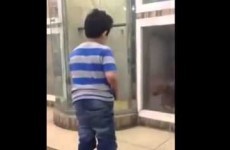 Kid taunts dog stuck behind glass, gets spectacularly owned anyway
