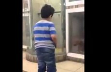 Kid taunts dog stuck behind glass, gets spectacularly owned anyway