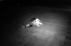 Woman completely snots herself while trying to steal a potted plant