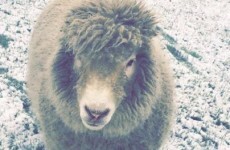 Ernie the pet sheep from Dublin has been saved from the slaughterhouse