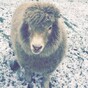 Ernie the pet sheep from Dublin has been saved from the slaughterhouse
