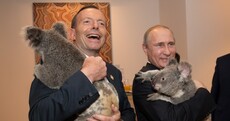 Australia has killed nearly 700 koalas - but Russia hopes the 'Putin koala' was spared