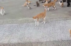 There's an island in Japan where cats outnumber people and it's called 'Cat Island'