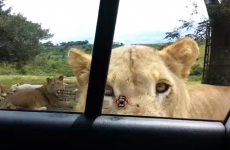 This heart-stopping footage of a lion opening a family's car door is going viral