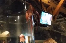 Watch this terrifying octopus almost escape from its aquarium tank