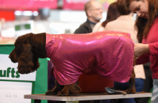 Crufts 2015 has begun - here are the mopey mutts who reckon it's a dog's life*