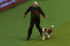 It's happened. A dog has taken a shite mid-competition at Crufts