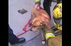 Watch this fire crew get creative when rescuing a dog stuck between two walls