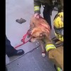 Watch this fire crew get creative when rescuing a dog stuck between two walls