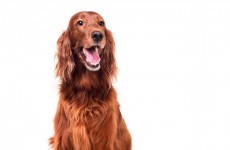 Irish Red Setter dies after Crufts, as owners claim he was poisoned