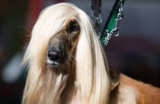 10 dogs with better hair than you at Crufts