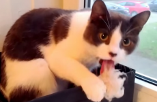 This cat is everyone who has ever been caught doing something weird