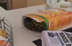 A man found a huge python in his box of cornflakes