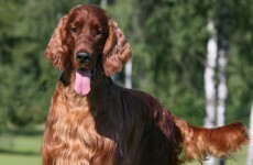 red setter done deal