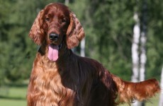 Second dog ill at Crufts after Irish Red Setter believed to be poisoned